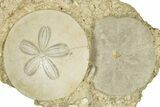 Two Fossil Sand Dollars (Scutella) - France #336746-1